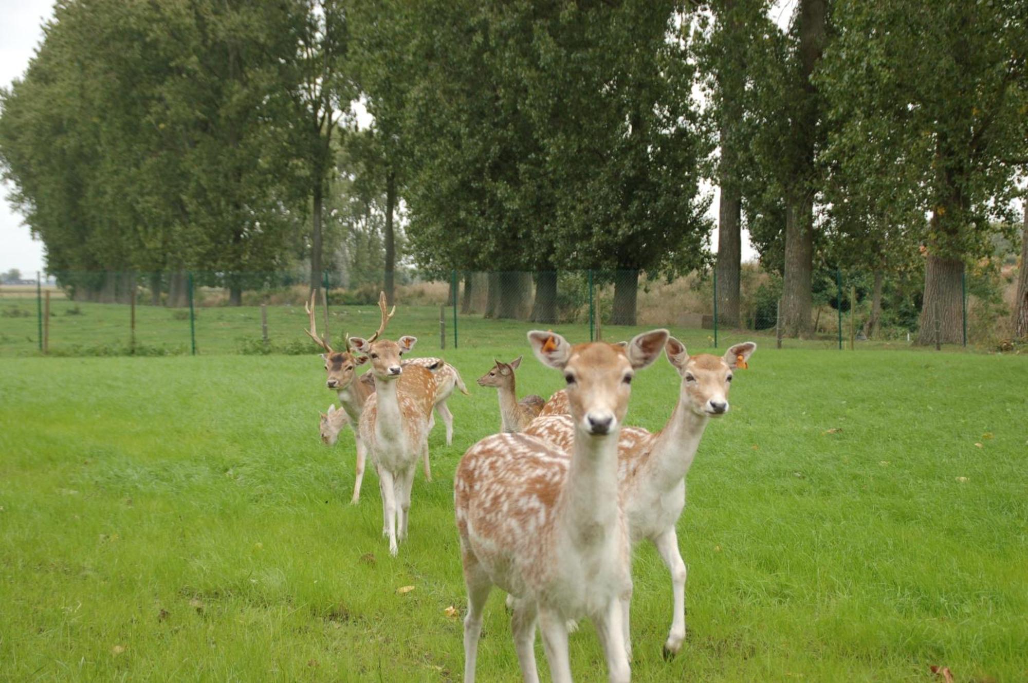 B&B De Rentmeesterhoeve Reningelst Bagian luar foto